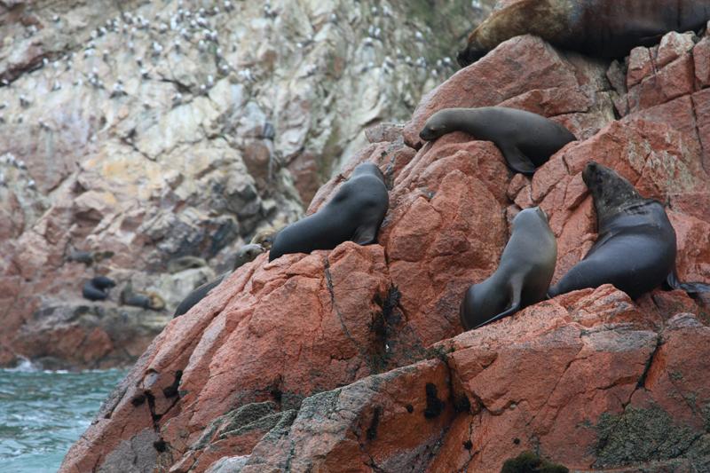 1198-Isole Ballestas,19 luglio 2013.JPG